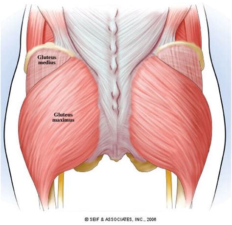 signs of glute dysfunction and its corrective rehab