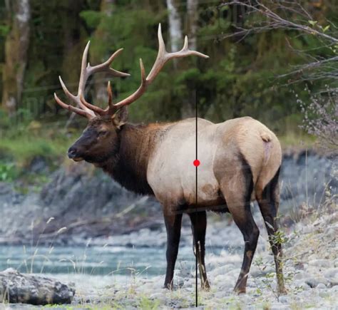 Archery Shot Placement For Elk