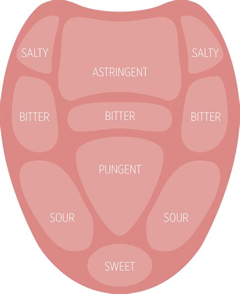 Diagram Label Taste Bud Diagram Mydiagramonline