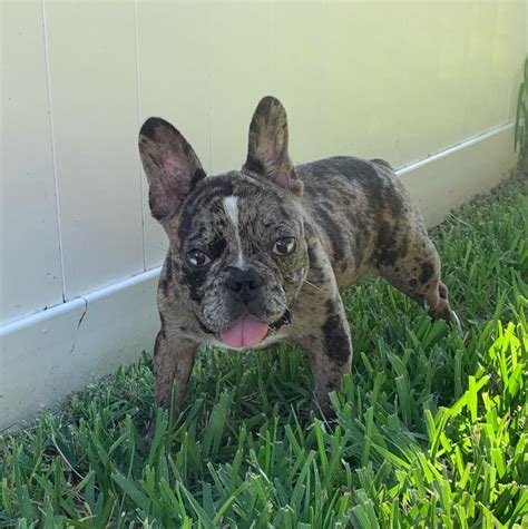 All our puppies come with a one year guarantee. French Bulldog Merle 2300!!! - FrenchieForSale.com