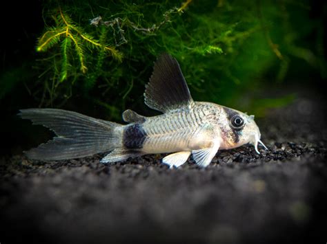 Longfin Panda Cory Catfish Corydoras Panda Tank Bred Aquatic Arts