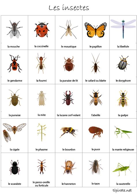 Imagier Gratuit Les Insectes Tipirate French Language Learning