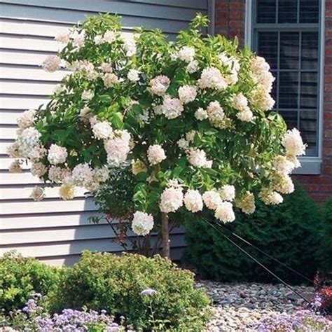 Hydrangea Pee Gee 7 Gallon Tree Cofers Home And Garden