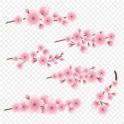 Sakura Cherry Blossom Vector Png Images Pink Cherry Blossom Sakura