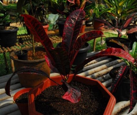 How To Care Croton Plant For Good Growing