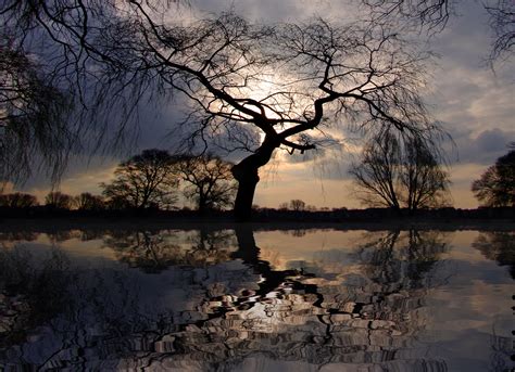 Free Images Landscape Sea Tree Nature Horizon Branch Winter