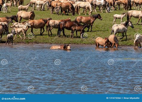 The Horse Is Swimming In The Water Horses At The Watering Place