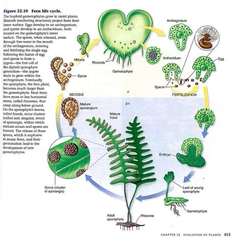 Diagram Of The Life Cycle Of A Fern