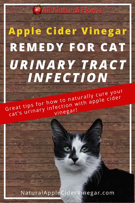 Urinary tract infections often need medical treatment. Apple Cider Vinegar Remedy for Cat Urinary Tract ...