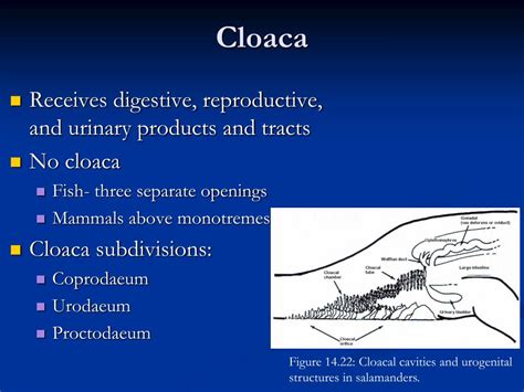 Division Of The Cloaca And Differentiation Of The Female