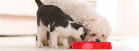 6 Genius Ways To Stop Your Dog From Eating Cat Food