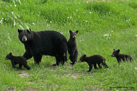 Although mating occurs in june, fetal development takes place mainly in the last 2 months of pregnancy after the fertilized egg implants in the uterus in november (delayed implantation). DGIF Reminds Residents That Spring Brings Increased Bear ...