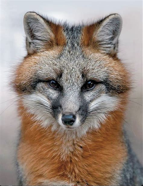 Beautiful Grey Fox Coyotes Felidae Wild Dogs Hyena Popular Culture