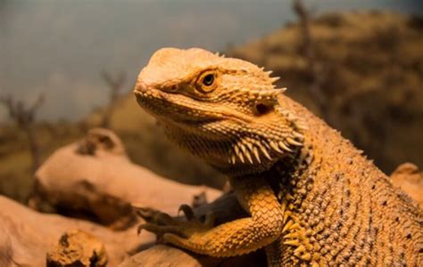 Bearded Dragon Colors Morph And Patterns With Pictures