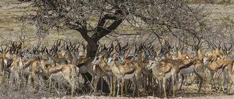 Springbok Herd Etosha National Park Namibia Art Wolfe
