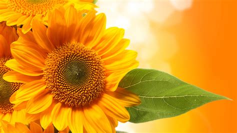 Sunflowers Yellow Petals Orange Background Wallpaper Flowers