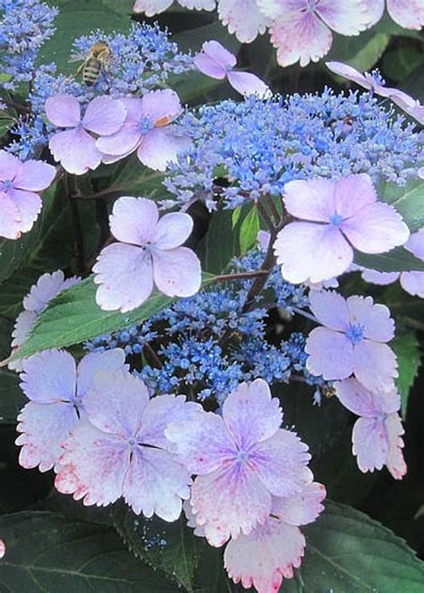 Smashup ecards let you create a personalized song just for them! Lacecap Hydrangea Greeting Card for Sale by Marjorie Tietjen | Hydrangea, Lace cap hydrangea ...