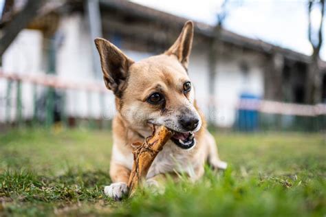 Small Brown Dog Chewing A Bone Stock Photo Image Of Delicious Cute