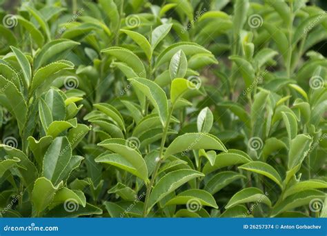 Green Tea Stock Photo Image Of Branch Bush Leaf Sunny 26257374
