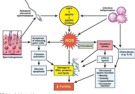 Figure 1 From Oxidative Stress And Antioxidants For Idiopathic