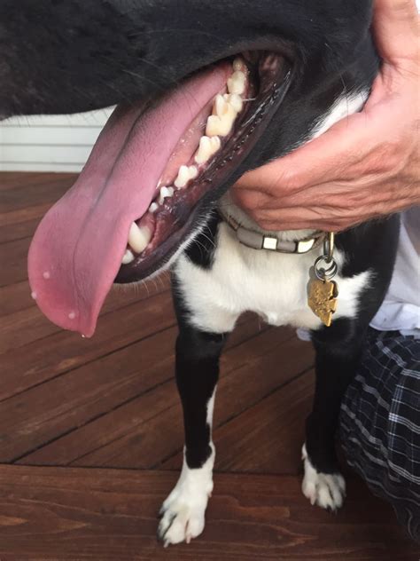 White Bump On Dogs Tongue