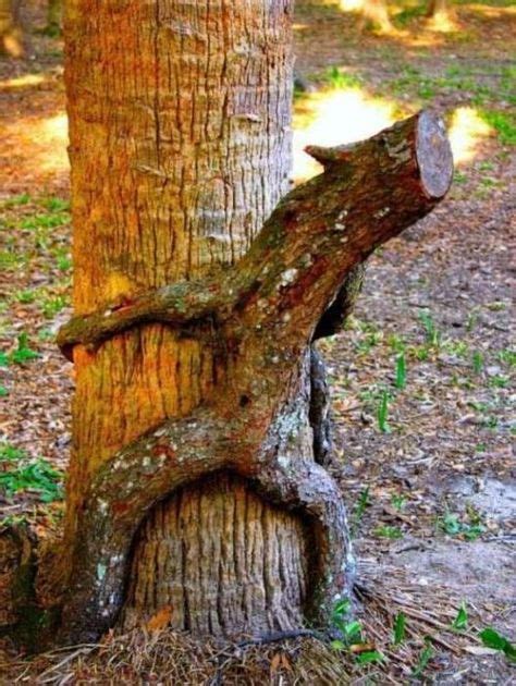 Funny Pictures Of The Day 28 Pics Weird Trees Nature Tree Nature