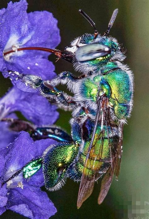 An Orchid Bee Cool Insects Green Orchid Weird Insects