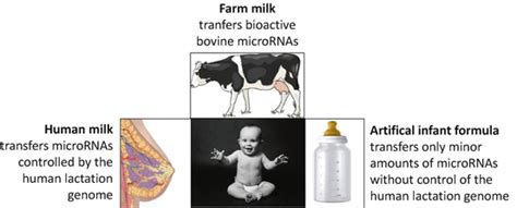 Milk Exosomes And Micrornas Potential Epigenetic Regulators Springerlink