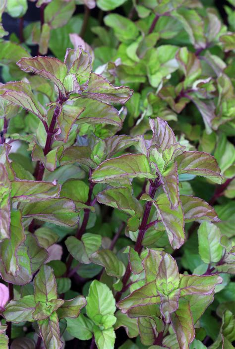 Mint Lavender Mentha Piperita Buy Online At Annies Annuals