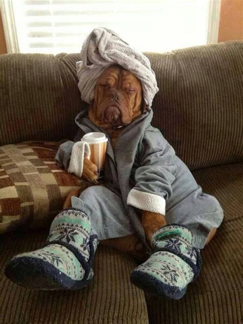 Funny Big Dog In Pyjamas Drinking Coffee In The Morning