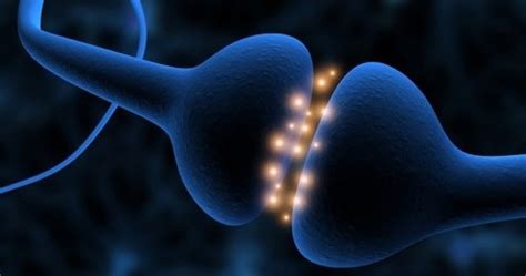 Ven La Actividad De Sinapsis En Neuronas Vivientes
