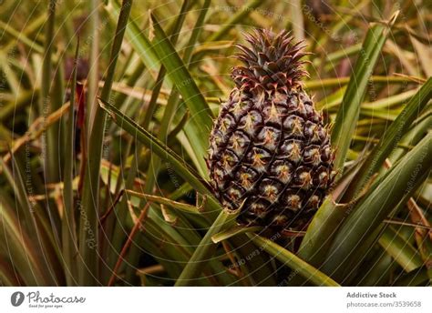 Tropical Pineapple Growing On Tree A Royalty Free Stock Photo From
