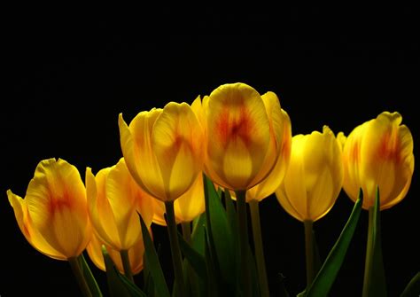 41 Yellow Tulips Wallpaper Desktop On Wallpapersafari