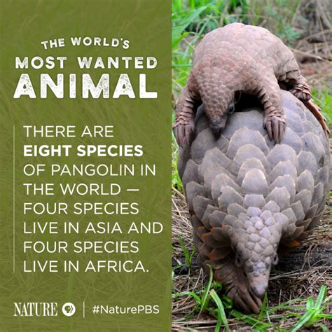 The Worlds Most Wanted Animal 5 Pangolin Facts To Know And Share