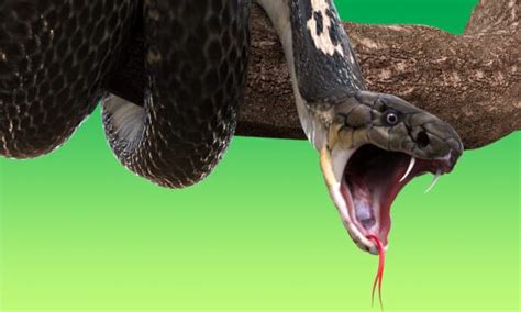 Anaconda Vs Komodo Dragon Vs King Cobra Who Would Win In A Fight Az