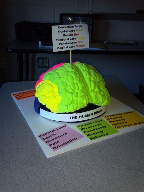 Brain Model Project Brain Models Biology Projects Human Body Projects