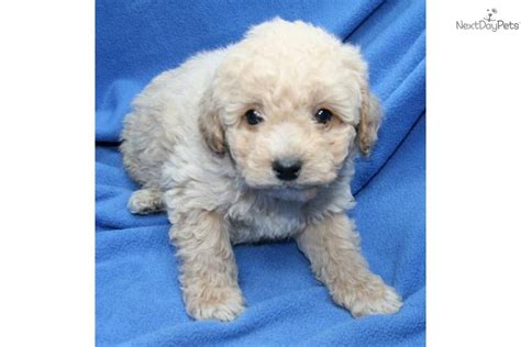 Cockapoo in dogs & puppies for sale. Cockapoo puppy for sale near Muskegon, Michigan | baf25227 ...