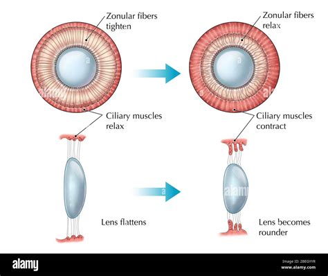 Ciliary Muscle Hi Res Stock Photography And Images Alamy