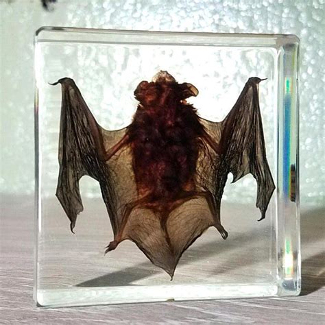 Real Bat In Resin Real Bat In Lucite Oddities Curiosities Bat