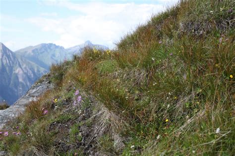 Alpine Sites Biodiversity Monitoring South Tyrol