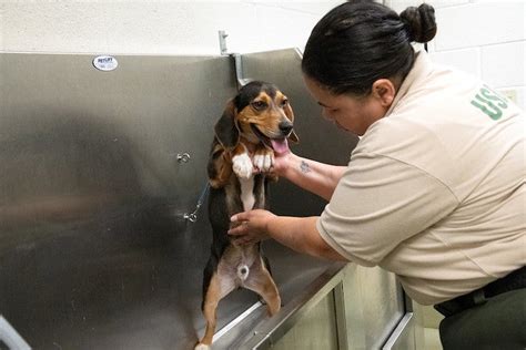 Meet The Beagle Brigade Usdas Detector Dogs American Kennel Club