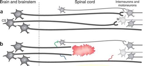 Optogenetics And Propriospinal Relays Spinal Cord Research