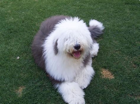 Old English Sheepdog My Doggy Rocks