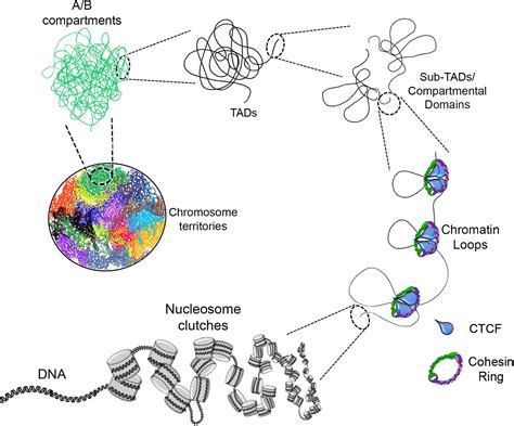 Chromatin In A Cell Model