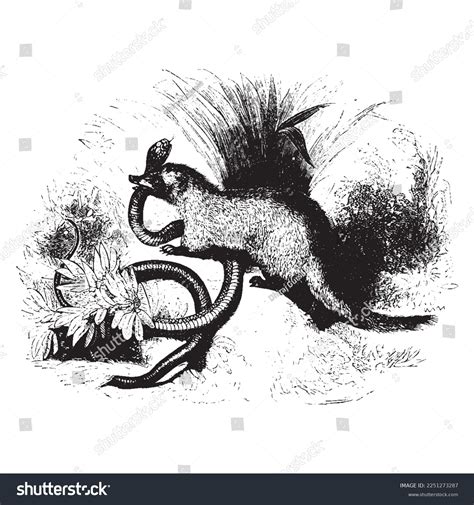 Cartoon Image Mongoose Animated Cartoon Character Stock Illustration