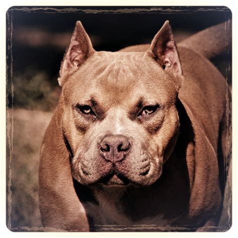 To furnish guidelines for breeders who wish to maintain the quality of their breed and to improve it; Doublefafarm, American Bully Vaucluse, France