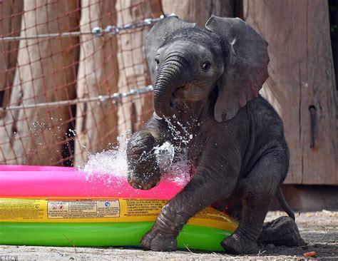 Baby Elephant Splashes In A Paddling Pool To Beat The Summer Heat In