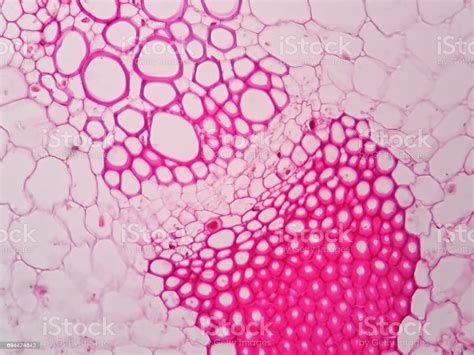 Plant Vascular Tissue Under Microscope View Stock Photo Istock