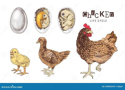 Poultry Reproduction