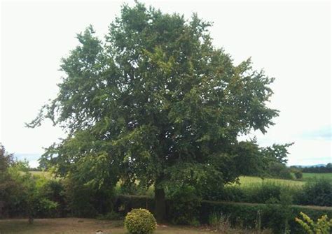 How to prune weeping birch trees step 1. Rob Walmsley - Professional Tree Surgery